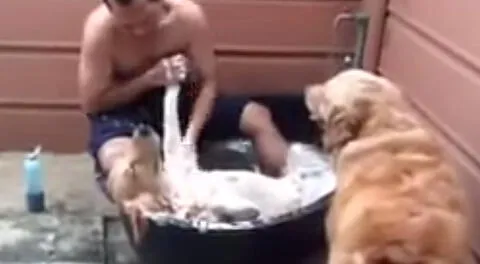 YouTube: perro se echa y cierra los ojos para recibir baño de espuma (VIDEO)