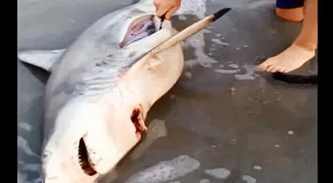 YouTube: improvisado veterinario realizó “cesárea” a tiburón 