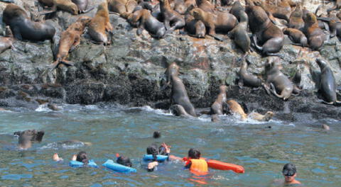 Turistas extranjeros llegan a este paraíso del mar para bañarse con estos hermosos animales. 