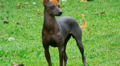 En nuestro país se han identificado tres tipos de perro sin pelo