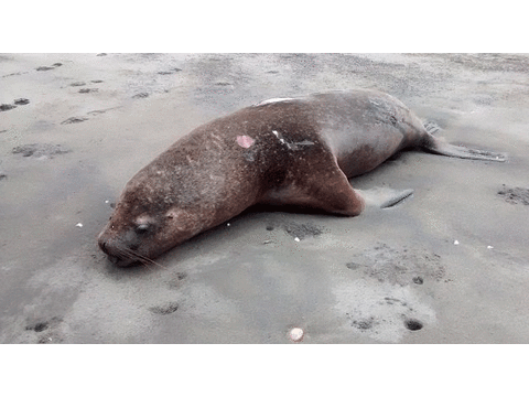 Municipalidad de Lima retira rocas tras muerte de lobos de mar
