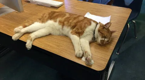 Este gato estudia más que tú