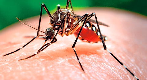 Este mosquito es el portador de este peligroso virus