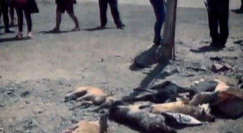 Muerte de perros causó triste e indignación en San Antonio de Cañete.