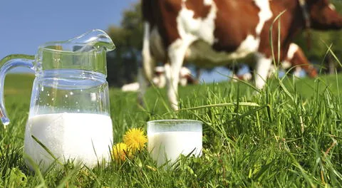  Los lácteos pertenecen al grupo de alimentos de origen animal
