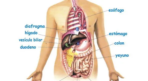 Aprende de qué trata el proceso de la deglución en el sistema digestivo.