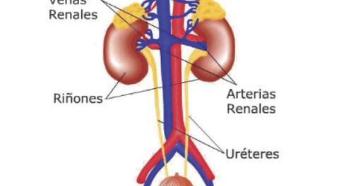 Cuerpo humano: ¿Cuáles son los órganos del sistema urinario?
