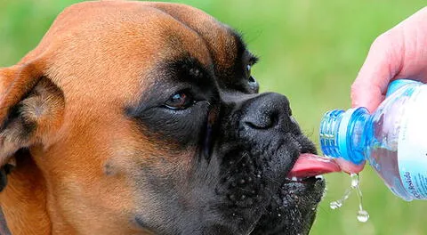 Las razas braquiocefálicas (bulldog, boxer, pekinés, pug y el shihtzu) tienen mayor predisposición al calor por su dificultad para respirar