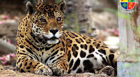 Animales de Huachipa deleitarán al público 