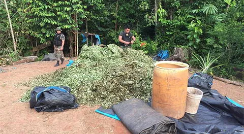 Agentes PNP encontraron más de 900 kg de hoja de coca en Pasco