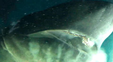 El gigantesco animal fue grabado en el Golfo de México