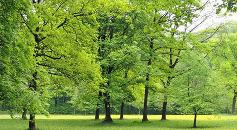 La siembra de árboles se evitará que futuras generaciones sufran de agua