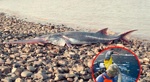 El pez remo gigante chino o “rey de los peces de agua dulce”, vivía en el río Yangtsé