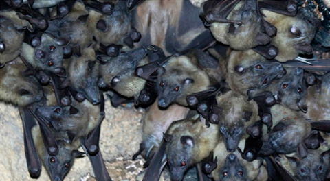Aparición de virus zoonóticos transmitidos por murciélagos.