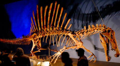 Spinosaurus era un animal acuático.