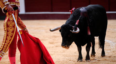 Los toros son sacrificados con pistolas de bala cautiva.