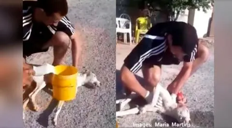 El joven logró salvar la vida del can.