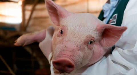 Finalmente, Senasa recomienda a la ciudadanía mantener la calma y seguir consumiendo carne de cerdo.