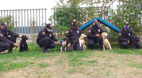 Brigadistas Caninos ponen en adopción a perritos en Surco.