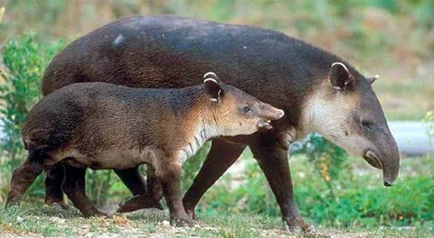 Tapir andino.