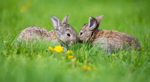 Día Internacional de la Vida Silvestre: Sepa por qué se conmemora esta fecha.