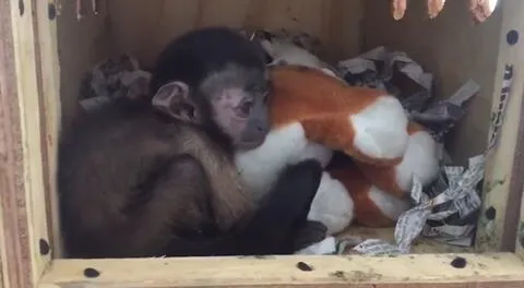 El mono bebé se encontraba en malas condiciones de salud.