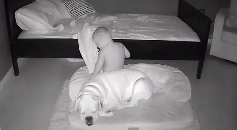 Bebé se mete todas las noches a la cama de su perrito para dormir con él