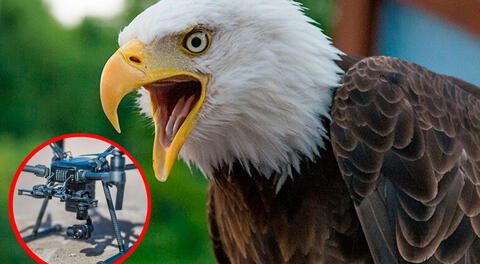 Águila calva atacó a dron que volaba sobre el lago Míchigan.