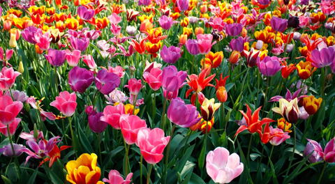 Flores que puedes cultivar en primavera.