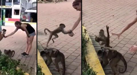 Peculiar video del mono se viralizó en las redes sociales.
