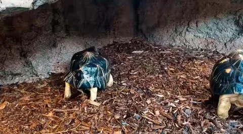 La tortuga de nombre “Turnip” baila cuando su cuidador le hecha agua con la manguera.