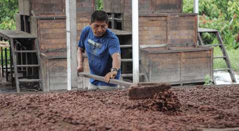 Familias productoras de cacao son beneficiados con manejo integrado de plagas.