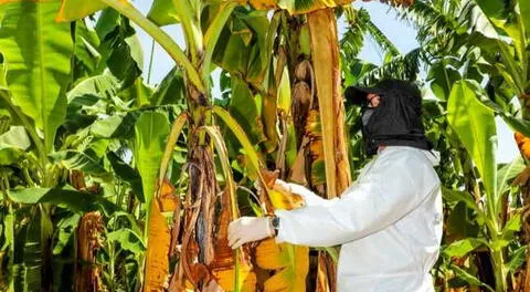 Plaga aparecida en Piura se encuentra siendo vigilada de cerca por el Senasa.