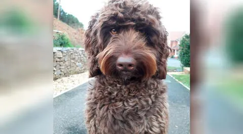 Digby es un perro que ayuda a los bomberos en las sesiones de terapia a lidiar con el trauma.