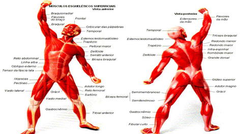 El sistema muscular nos perite la movilidad.