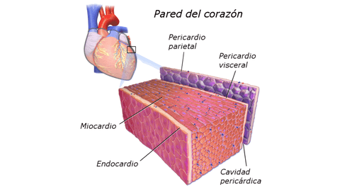 Son responsables de los latidos de nuestro corazón.