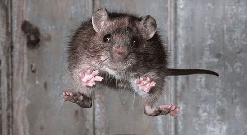 ¿Qué significa soñar con ratas? Descubre su interpretación aquí.