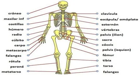 Aprende sobre la función vital del sistema esquelético y maravíllate con la asombrosa estructura que compone el esqueleto humano.