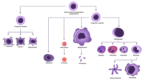 Estas células combaten las infecciones de nuestro cuerpo. Las principales son glóbulos blancos, macrófagos y células dendríticas.