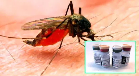 La malaria o paludismo es producida por mosquitos, anualmente mata a 400 mil personas en el mundo.