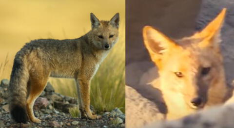 El zorro andino: conoce más sobre esta especie al que pertenece el popular "Run Run"