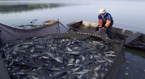 Nuestro mar peruano tiene una gran riqueza hidrobiológica.