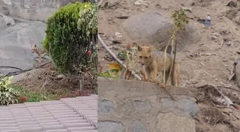 Hallan a un nuevo zorro merodeando por los cerros, pero esta vez en el distrito de Ate.