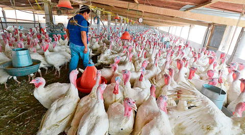 Venta de pavos en el 2021 incrementará pese a pandemia de la COVID-19