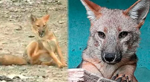 La historia del zorrito Run Run que fue vendido como perro en el Centro de Lima