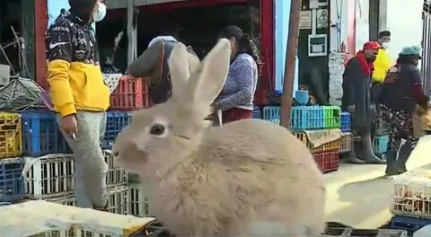 Conejos son vendidos en el conocido mercado del Rímac.