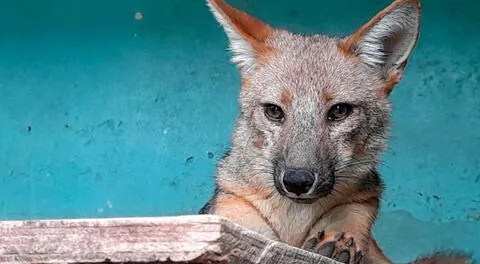 De acuerdo a Serfor, el zorrito Run Run se encuentra bajo cuidado de especialistas.