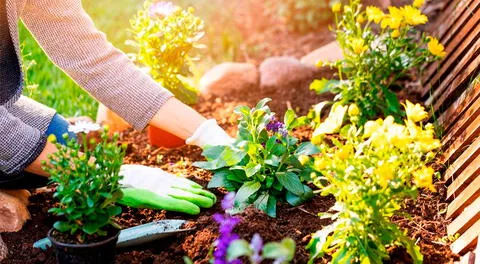 La jardinería es el arte de cuidar o cultivar plantas.
