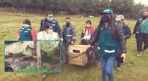 Zorrito Run Run: Preciso momento en que Serfor lo libera en la granja Porcón de Cajamarca