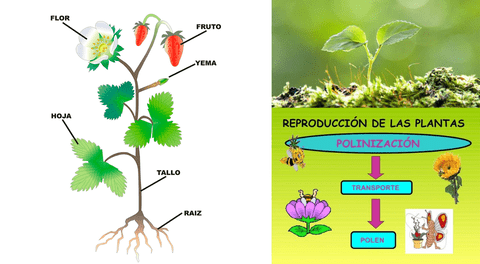 Las plantas son organismos inmóviles y se fijan a la tierra a través de sus raíces.